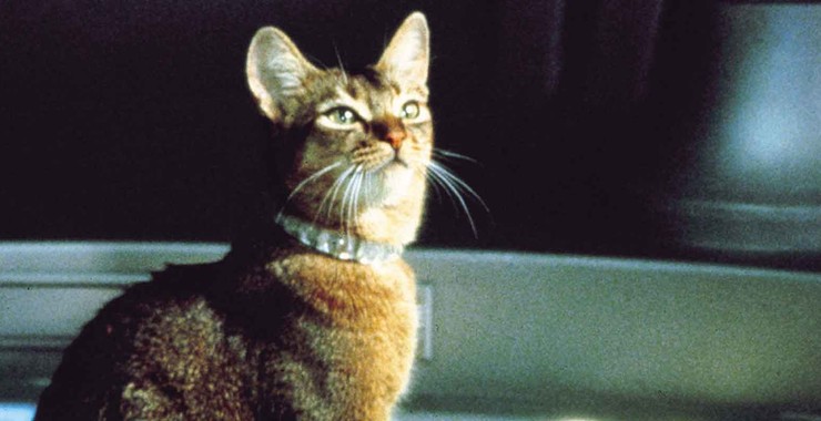 THIS IS A CAT WHO CAN MOVE OBJECTS SUCH AS BASKETBALLS WITH ITS SPECIAL COLLAR