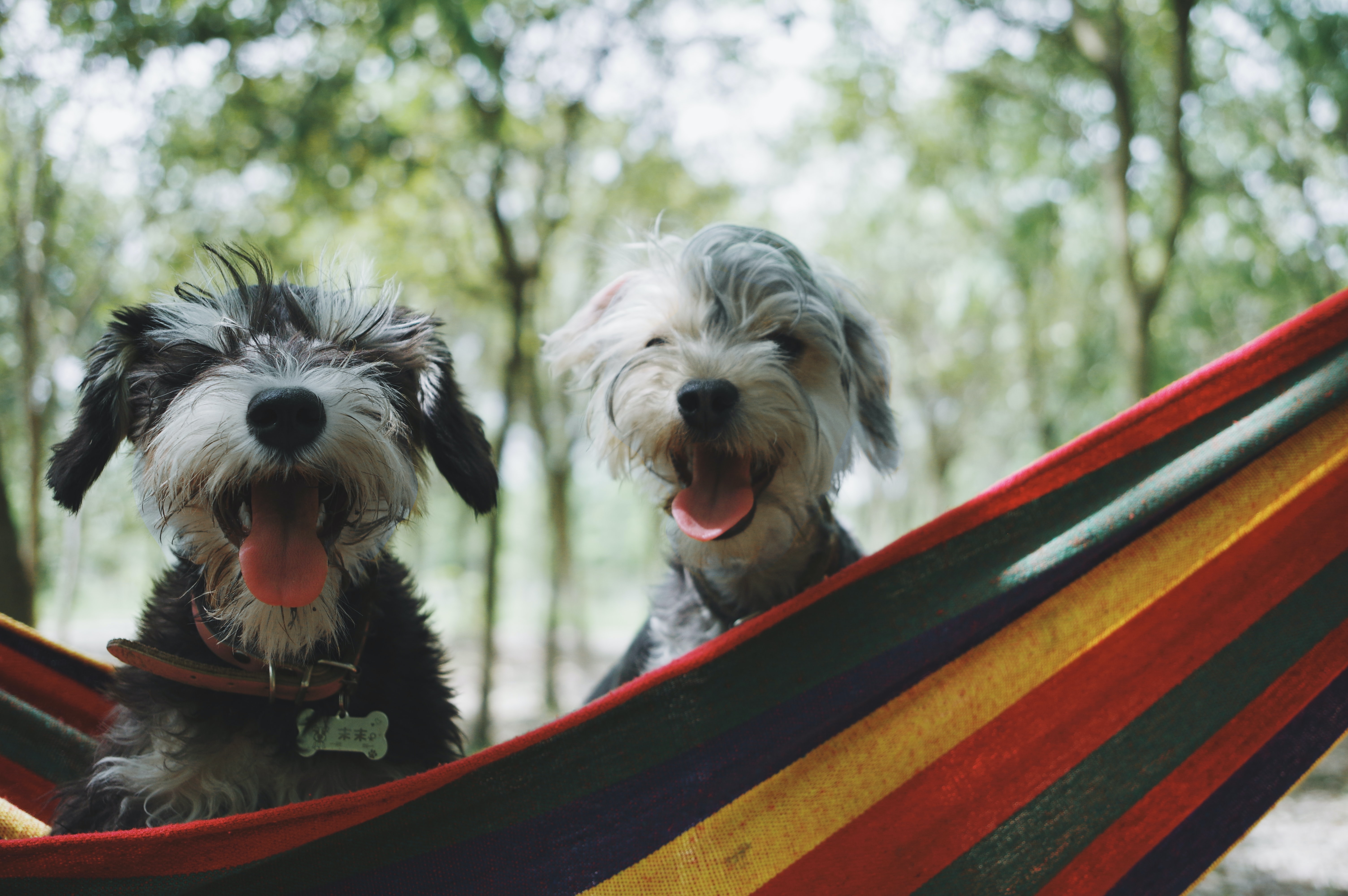 YOU ARE GOING TO WISH YOU HAD ALWAYS READ JANE AUSTEN IN A FLEECY FLYBREEZE® HAMMOCK
