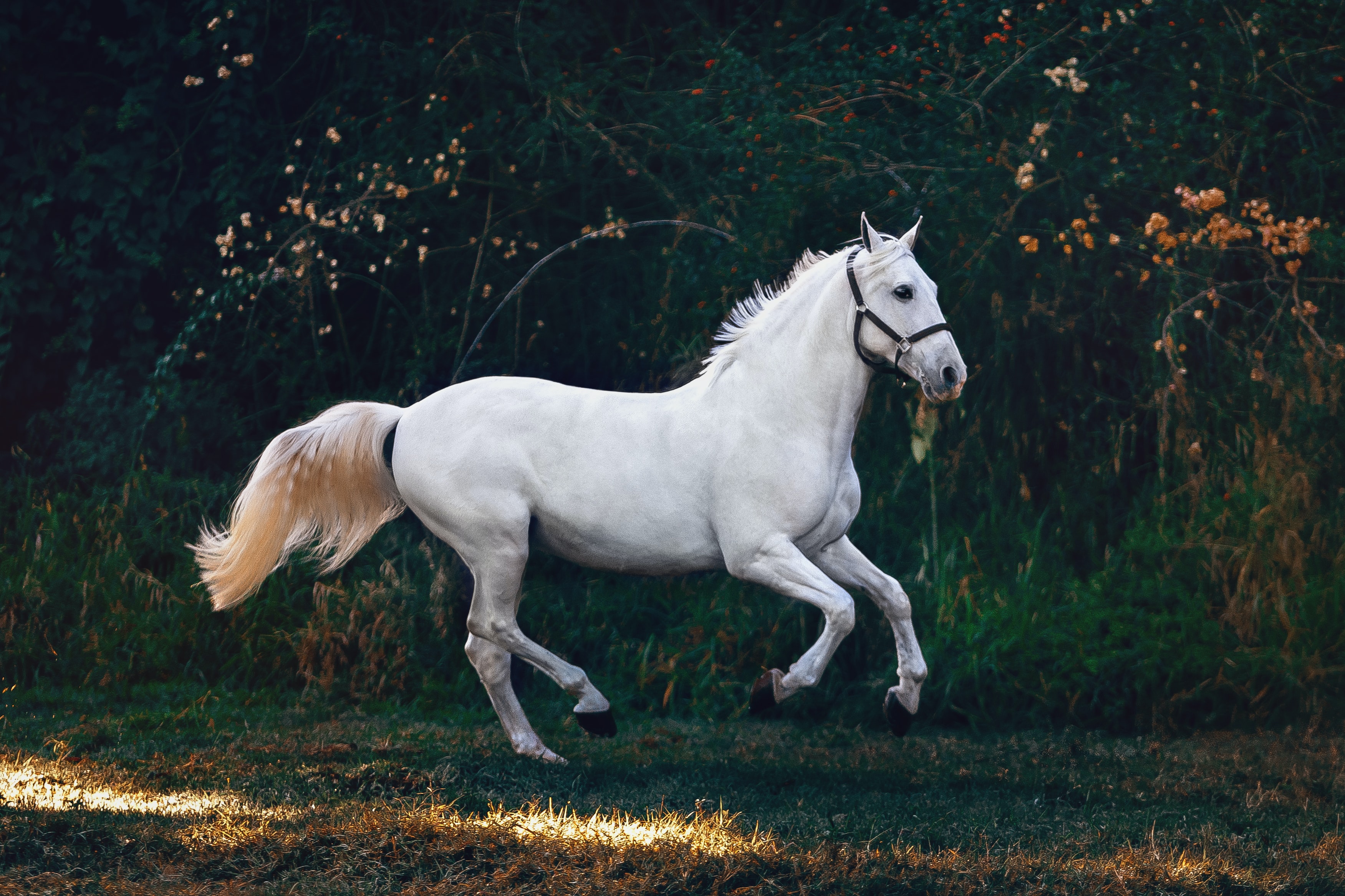 Book Excerpt: ‘She Rode in on a Horse Named Cleveland’ by Mitch Grey