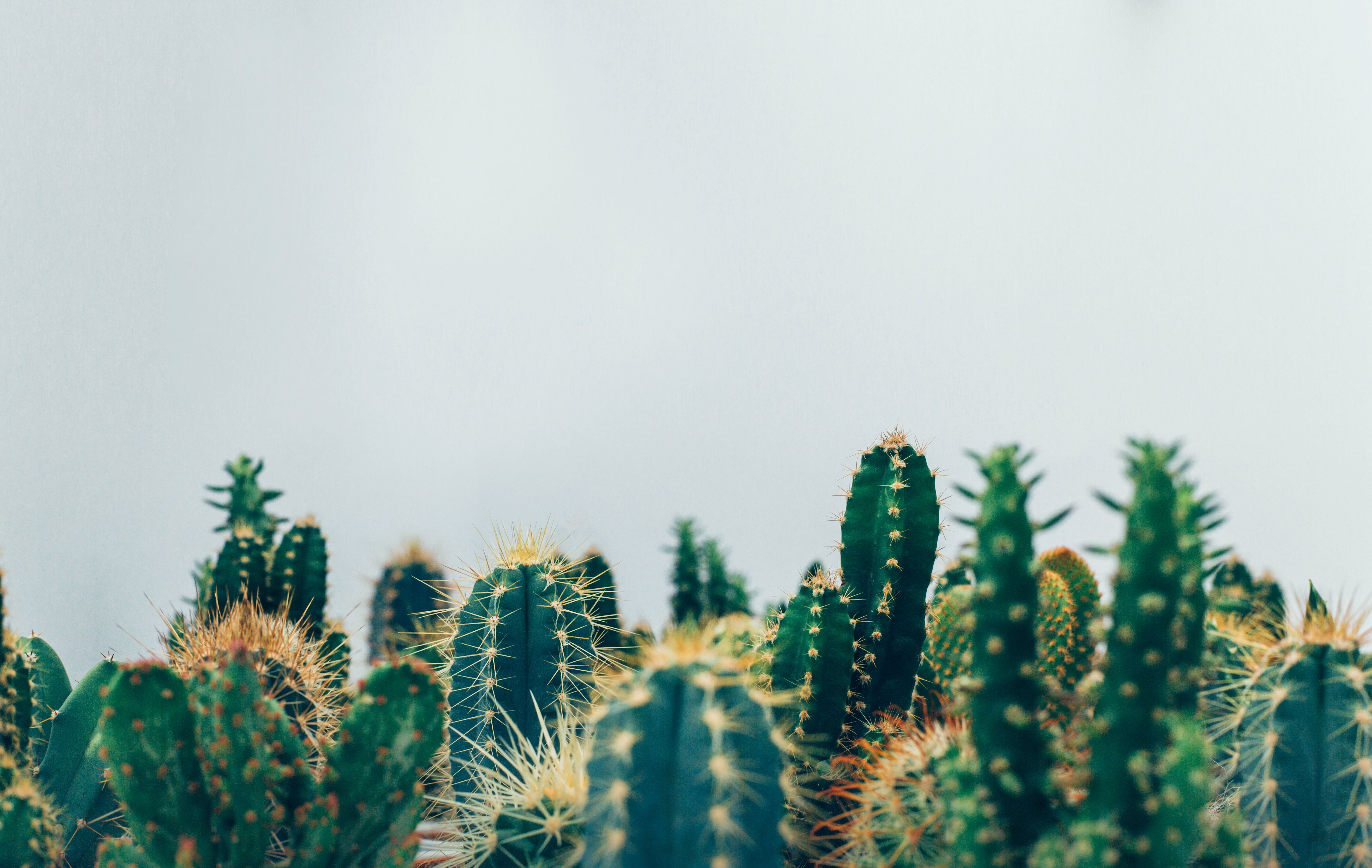OH NO LOST IN THE VALLEY OF THE CACTUS AGAIN