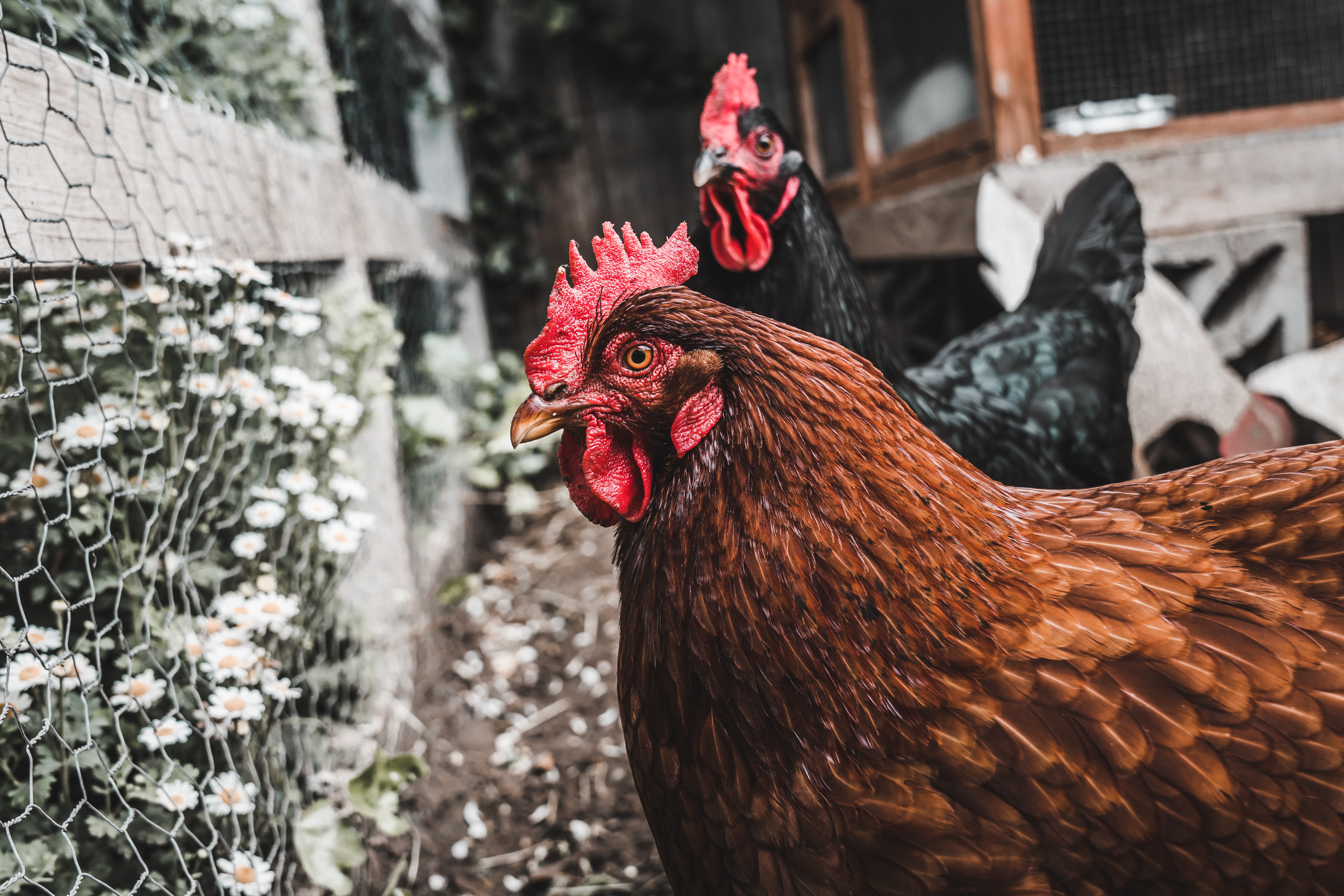 WHEN YOU FIND YOURSELF IN THE CHICKEN COOP ON THE WRONG SIDE OF A LATCH YOU CAN’T WORK BECAUSE YOU DON’T HAVE OPPOSABLE THUMBS: ARE YOU A CHICKEN?