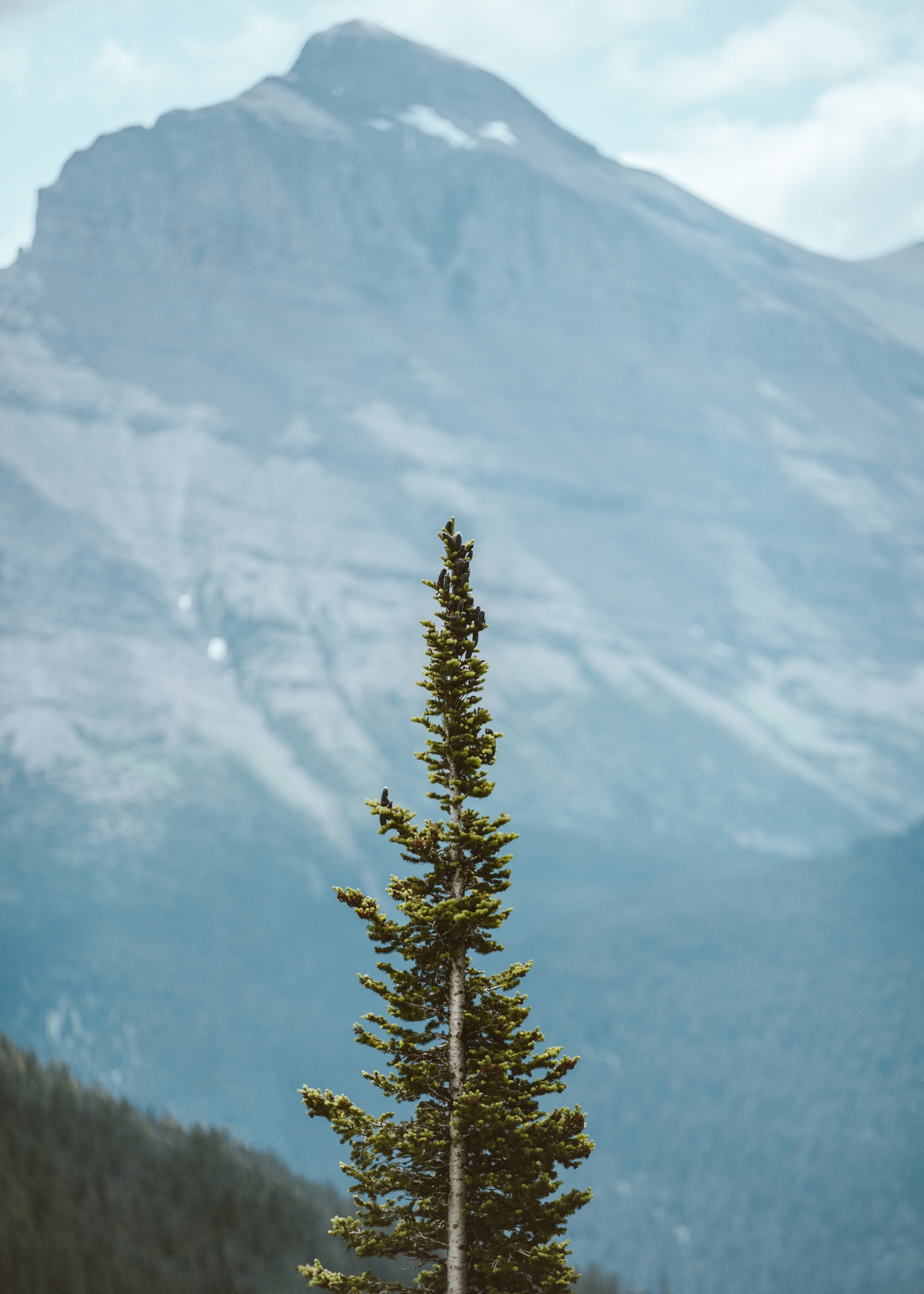 WHAT IS THIS TREE THINKING? 3 SCIENTIFICALLY VERIFIABLE ANSWERS