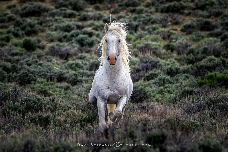 THIS HORSE IS COMING FOR YOUR FISTFUL OF CARROTS