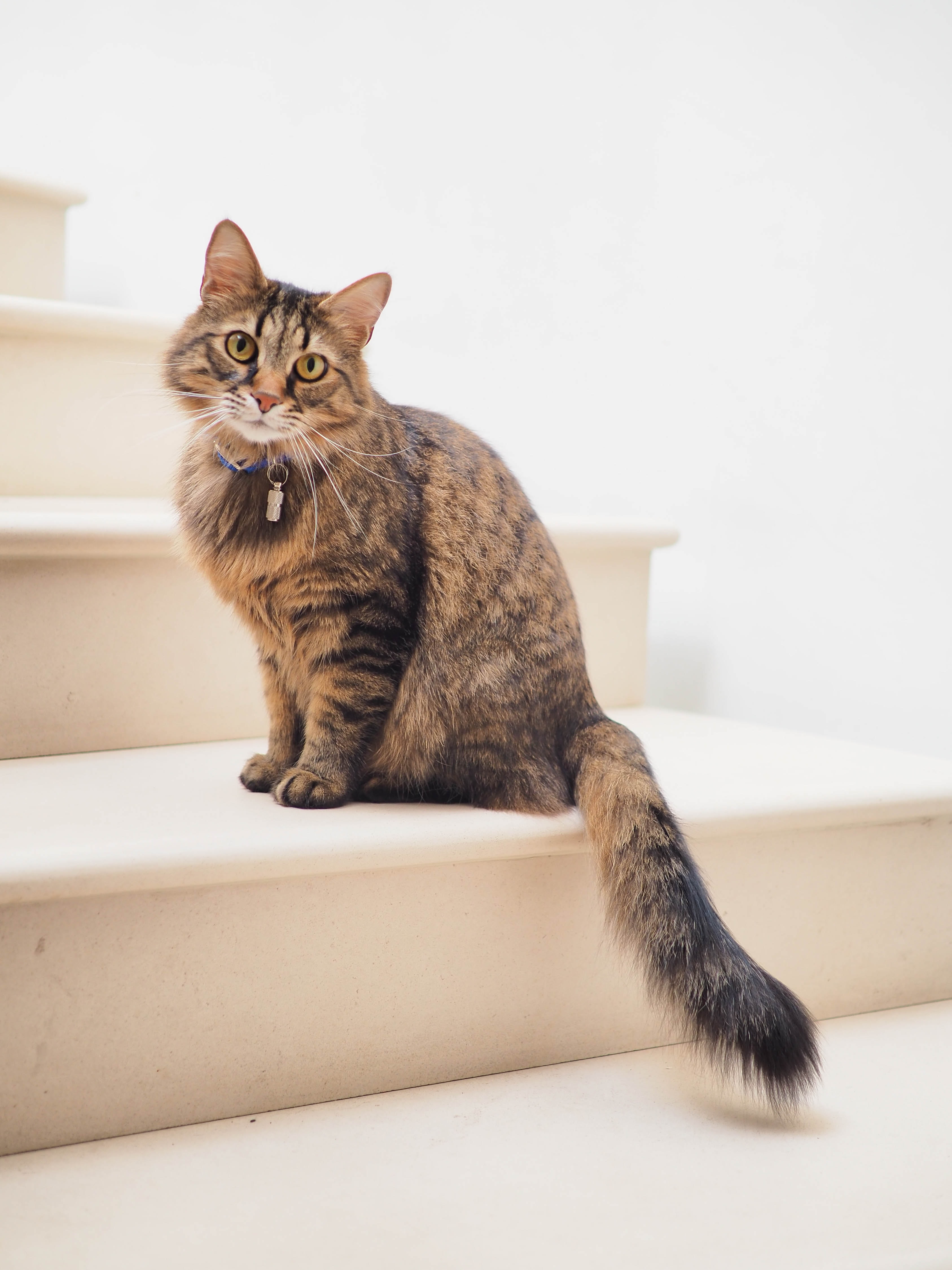 NOT DOING THEIR JOB: MORE THAN 30 PEORIA HOUSECATS DISMISSED AFTER FAILING TO COMPLETE BASIC HOUSEKEEPING TASKS