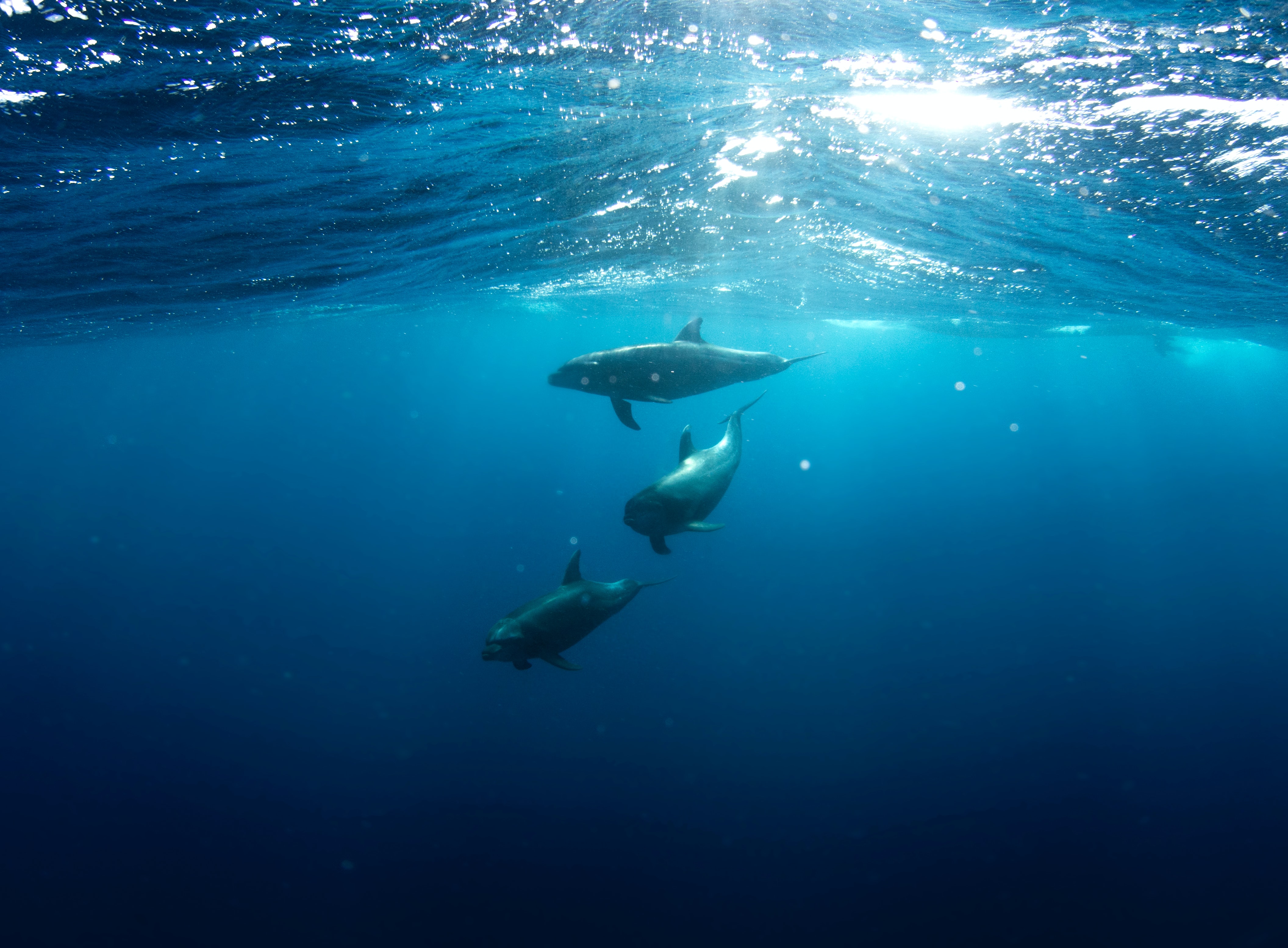 PORPOISE MISTAKEN FOR DOLPHIN MISTAKEN ON PORPOISE