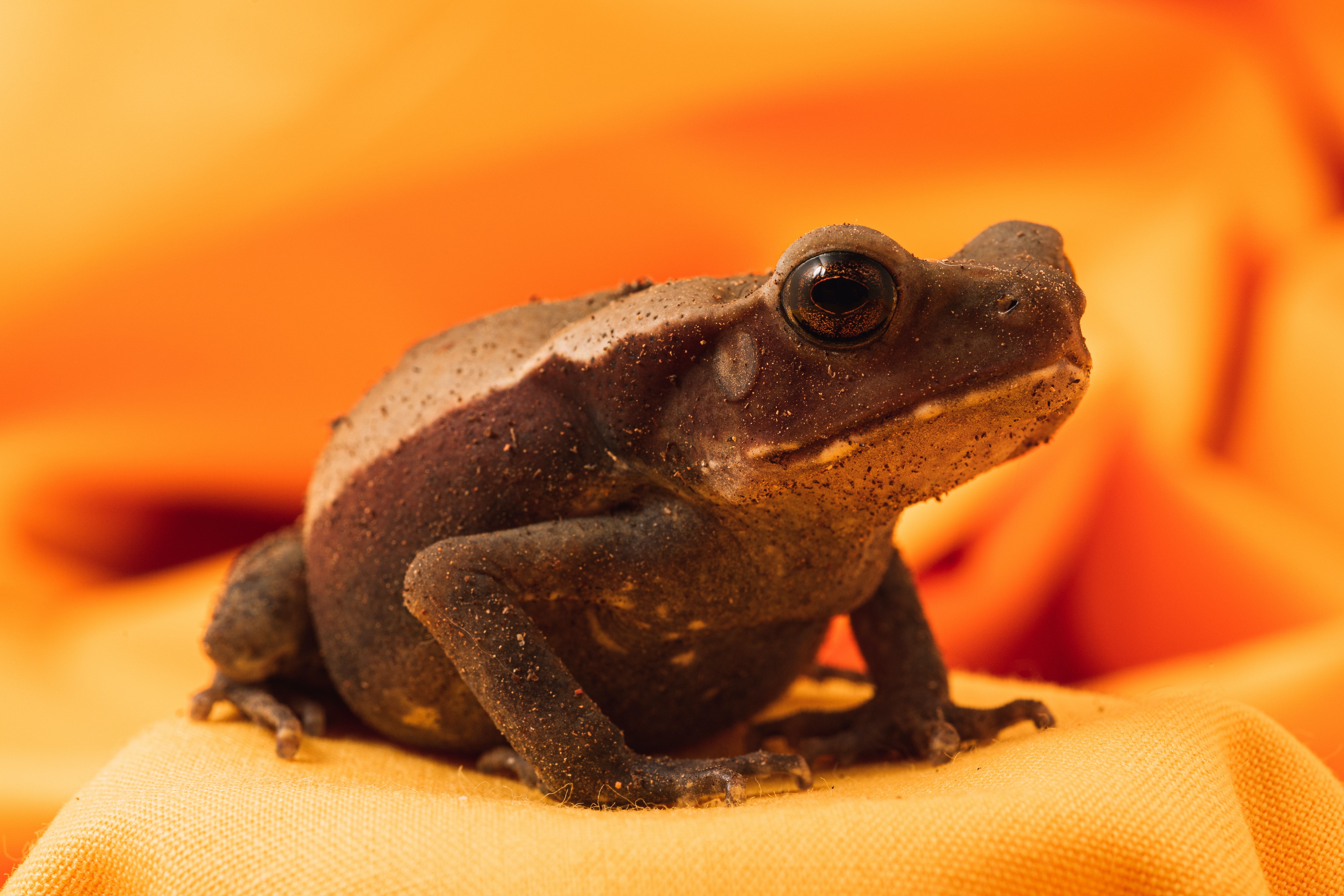 HOW COLD CAN A PET FROG GET?