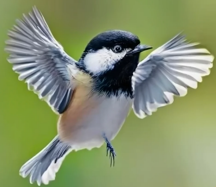 The Theme of the Week is Chickadees Inside Our Damn Bonnet