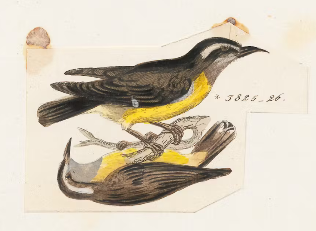 The kapok tree at the edge of the plaza by Nas Jolaade