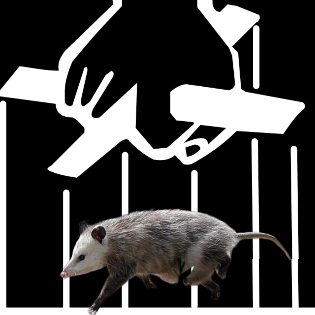 MITCHELL KENNEDY’S TOP 5 MOVIES CALLED OPOSSUM